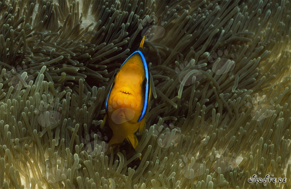 Rotmeer-Anemonenfisch