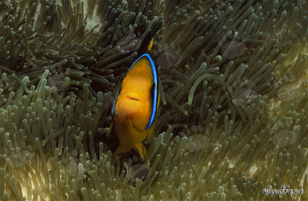Affascinante pesce pagliaccio dalle pinne arancioni nel Pacifico del Sud