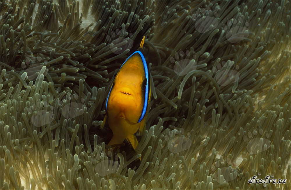 Poisson-clown à nageoires oranges fascinant dans le Pacifique Sud