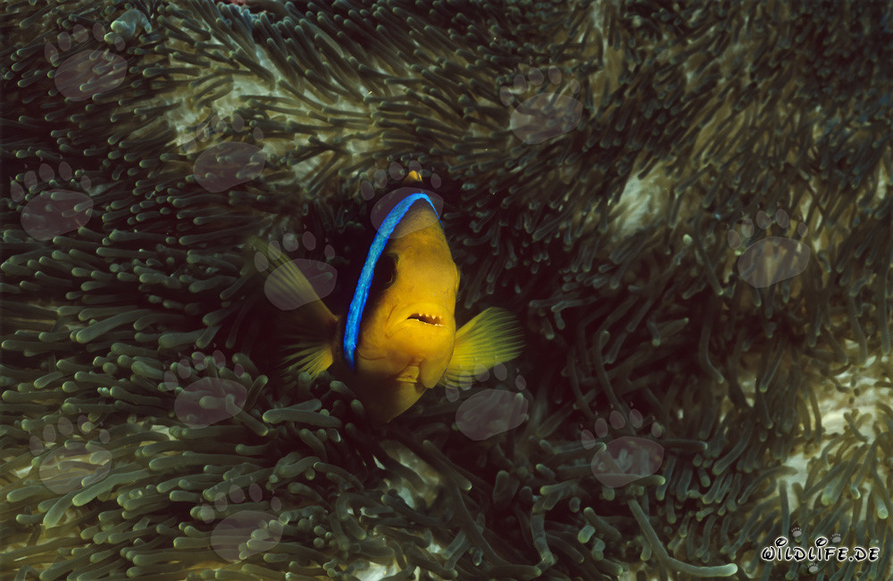 Rotmeer-Anemonenfisch