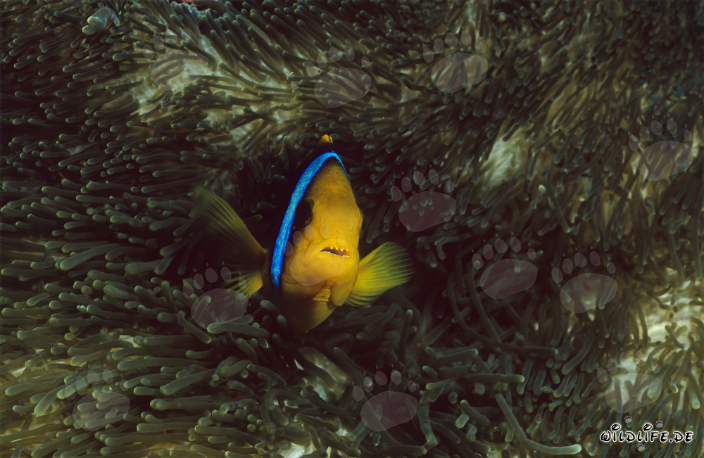 Pesce pagliaccio a pinne arancioni colorato emerge dall'anemone