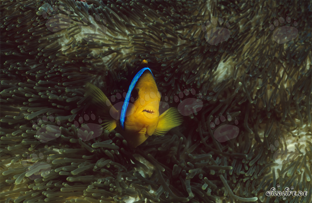 Poisson-clown à nageoires oranges coloré émerge de l'anémone