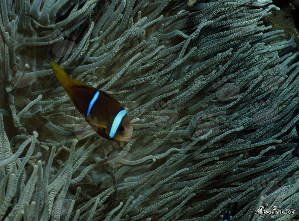 Orange-Fin Anemonefish swimming in front of a magnificent anemone