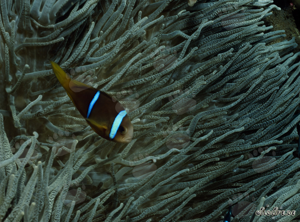 Rotmeer-Anemonenfisch
