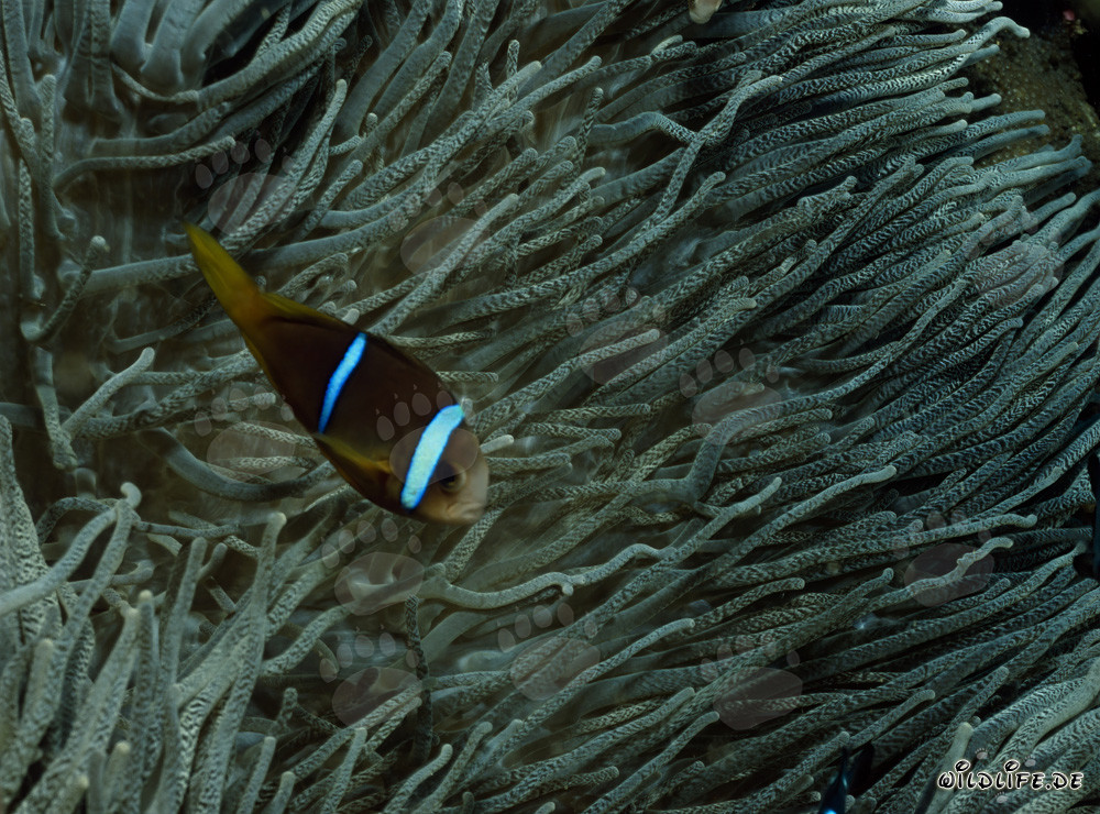 Pesce pagliaccio a pinne arancioni nuotante davanti a una magnifica anemone