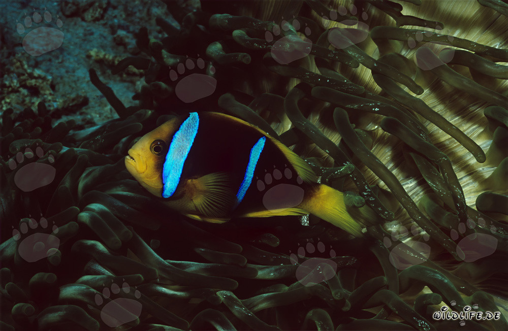 Orange-Fin Anemonefish gracefully swimming in Beqa Lagoon on Vitu Levu, Fiji