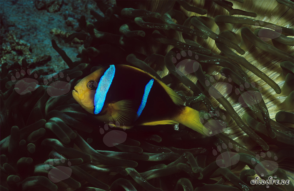 Rotmeer-Anemonenfisch