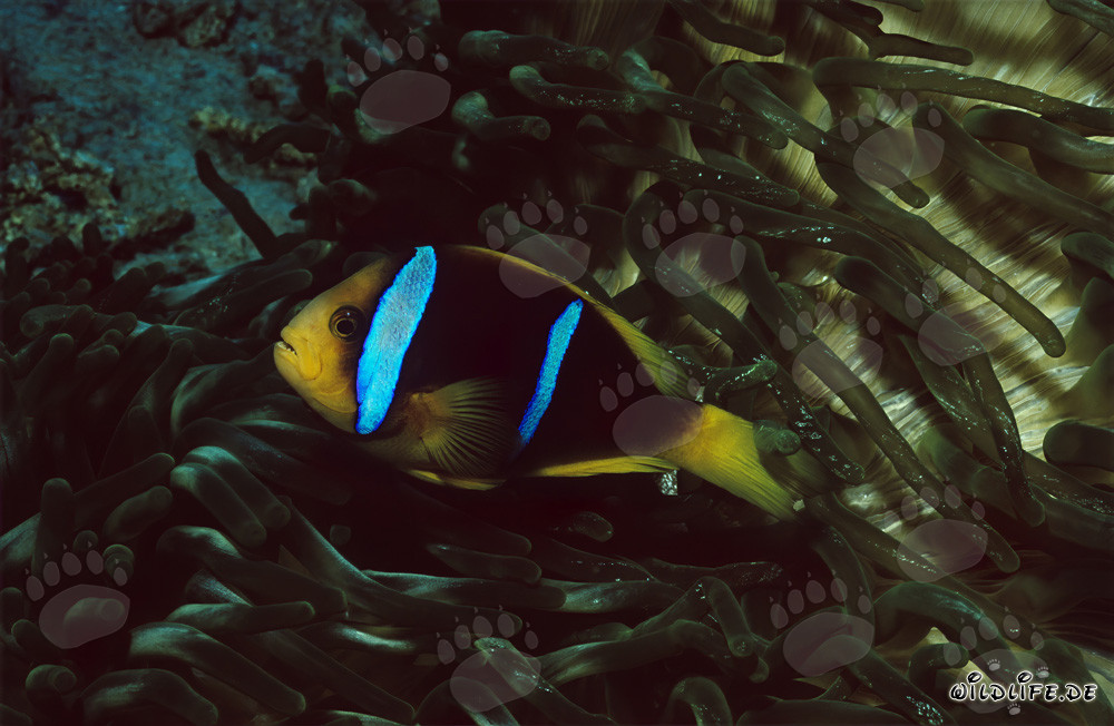 Pesce pagliaccio dalle pinne arancioni nuota elegantemente nella laguna di Beqa a Vitu Levu, Figi
