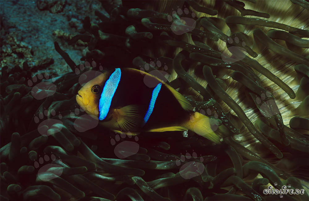Poisson-clown à nageoires orange nage élégamment dans le lagon de Beqa à Vitu Levu, Fidji
