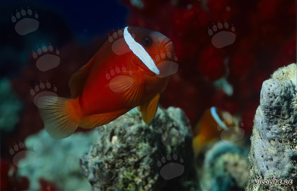Pesce pagliaccio dalle pinne nere - Variazioni diverse nel lago di Beqa, Figi