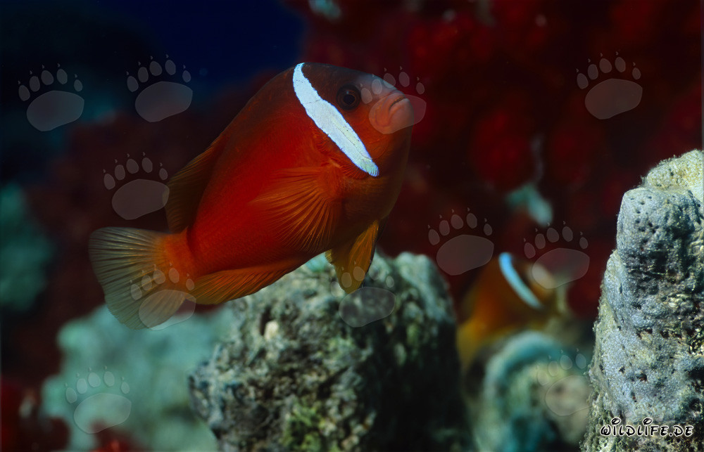 Poisson-clown à nageoires noires - Variations diverses dans le lagon de Beqa, Fidji