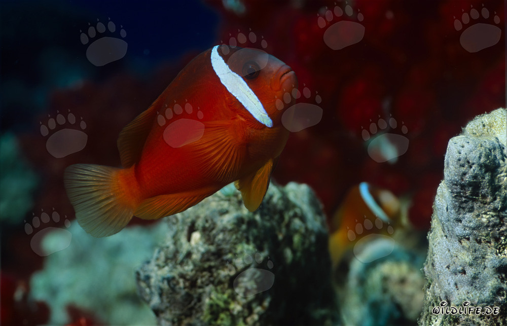 Red and Black Anemonfish – Diverse Variations in Beqa Lagoon, Fiji