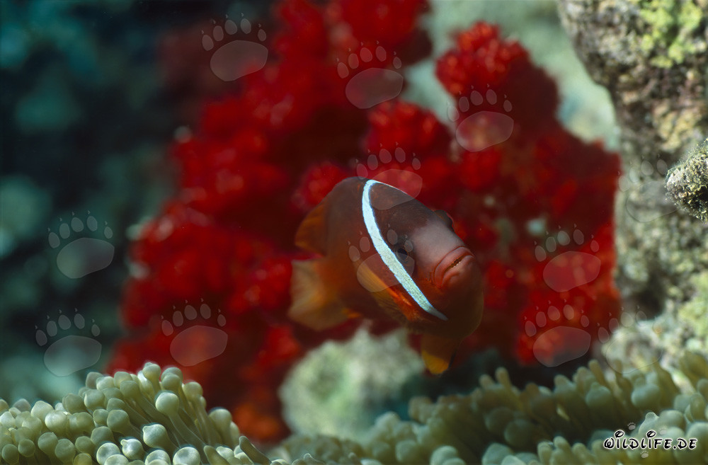 Red and Black Anemonefish - Diverse Variations in Beqa Lagoon, Fiji