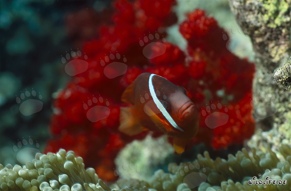 Rotmeer-Anemonenfisch