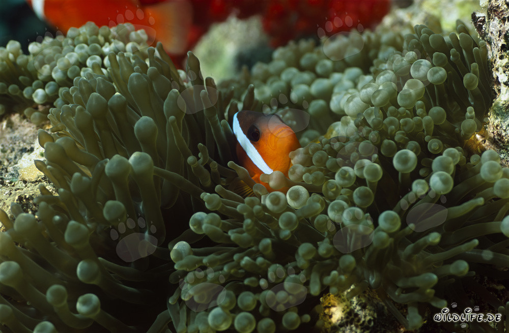 Pesce pagliaccio a pinne nere nell'anemone