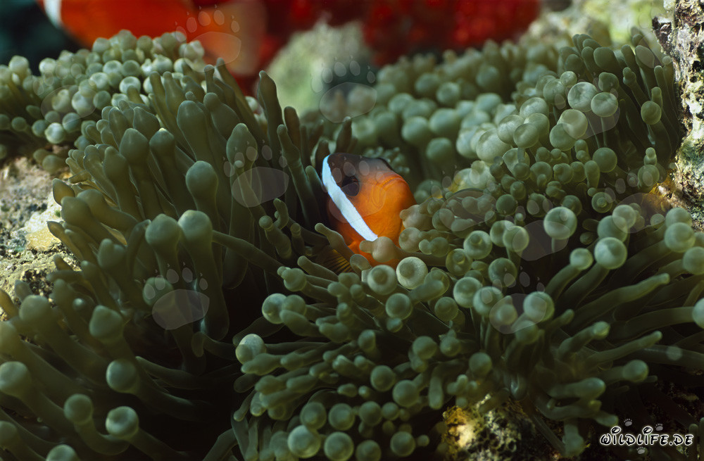 Red and Black Anemonefish – Variation