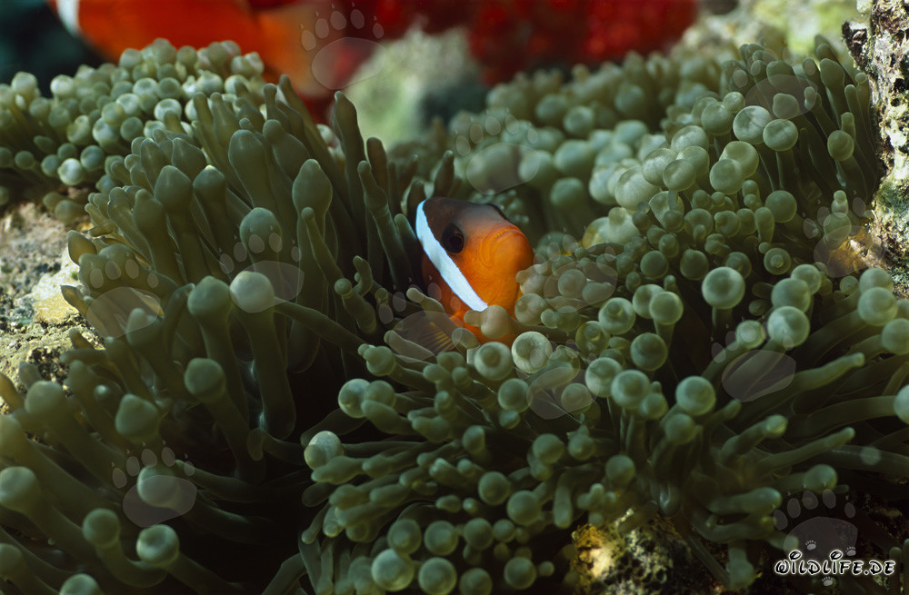 Rotmeer-Anemonenfisch