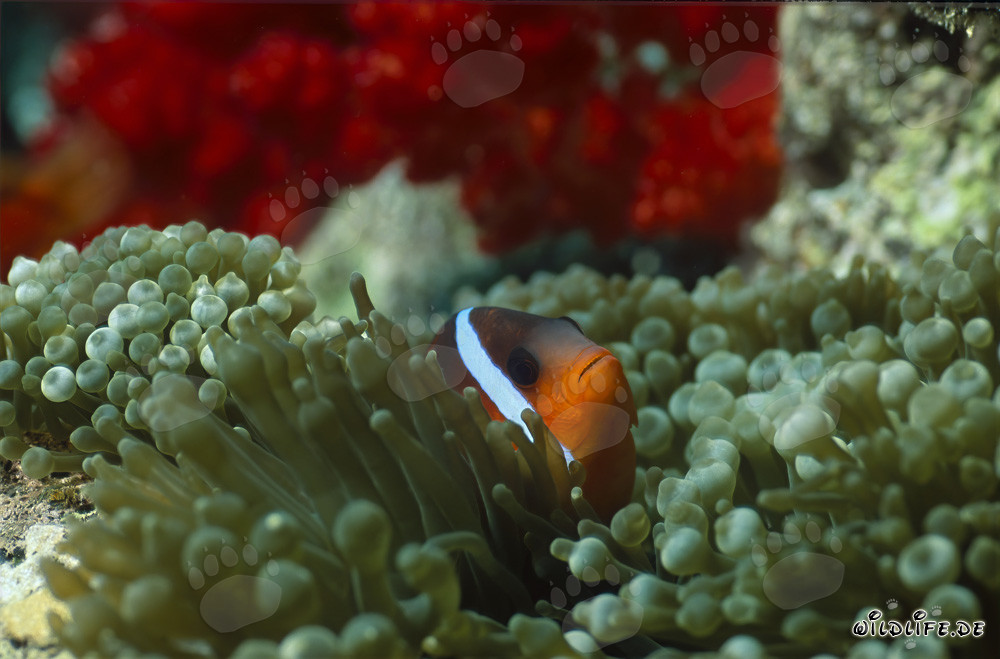 Blackfin Anemonefish in its natural habitat