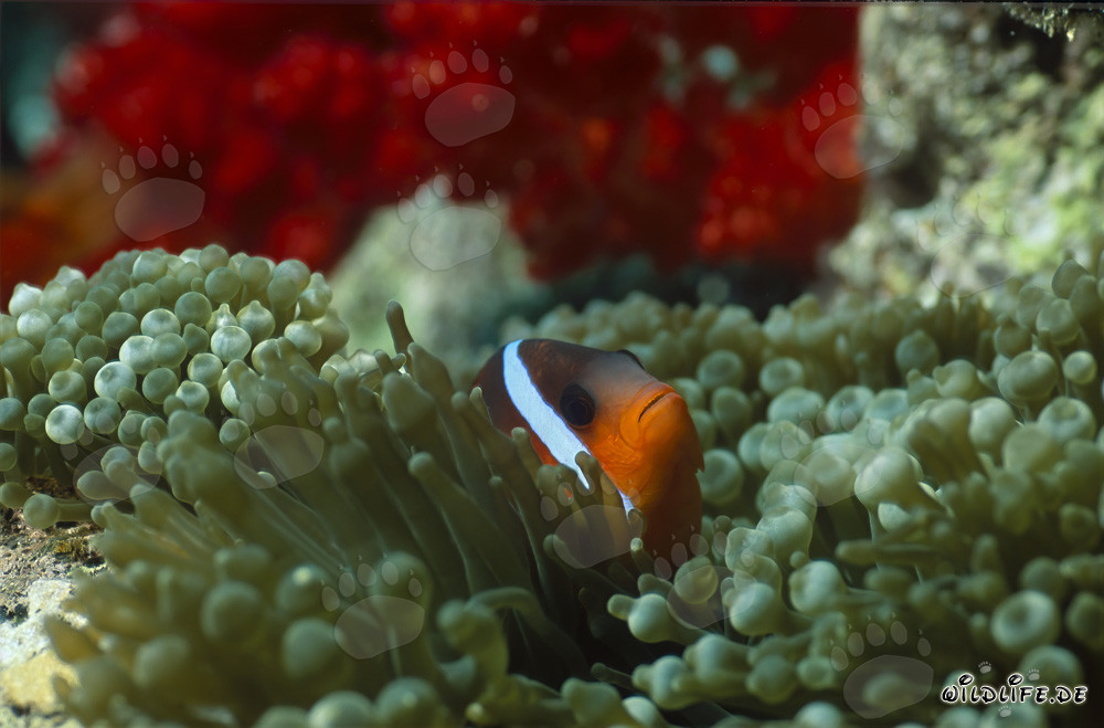 Poisson-clown à nageoires noires dans son environnement naturel