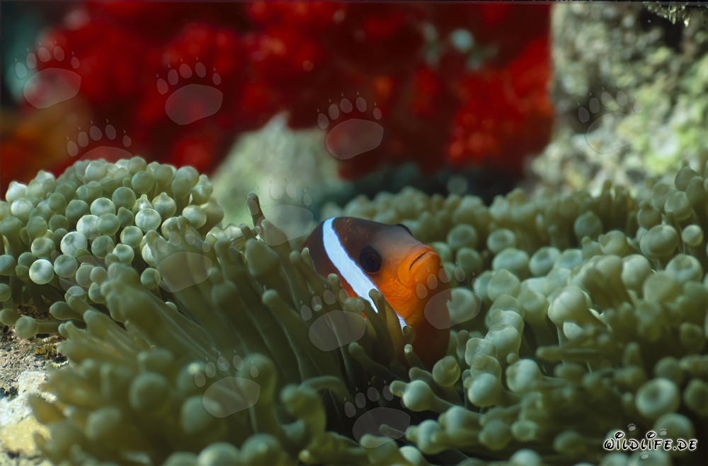 Rotmeer-Anemonenfisch