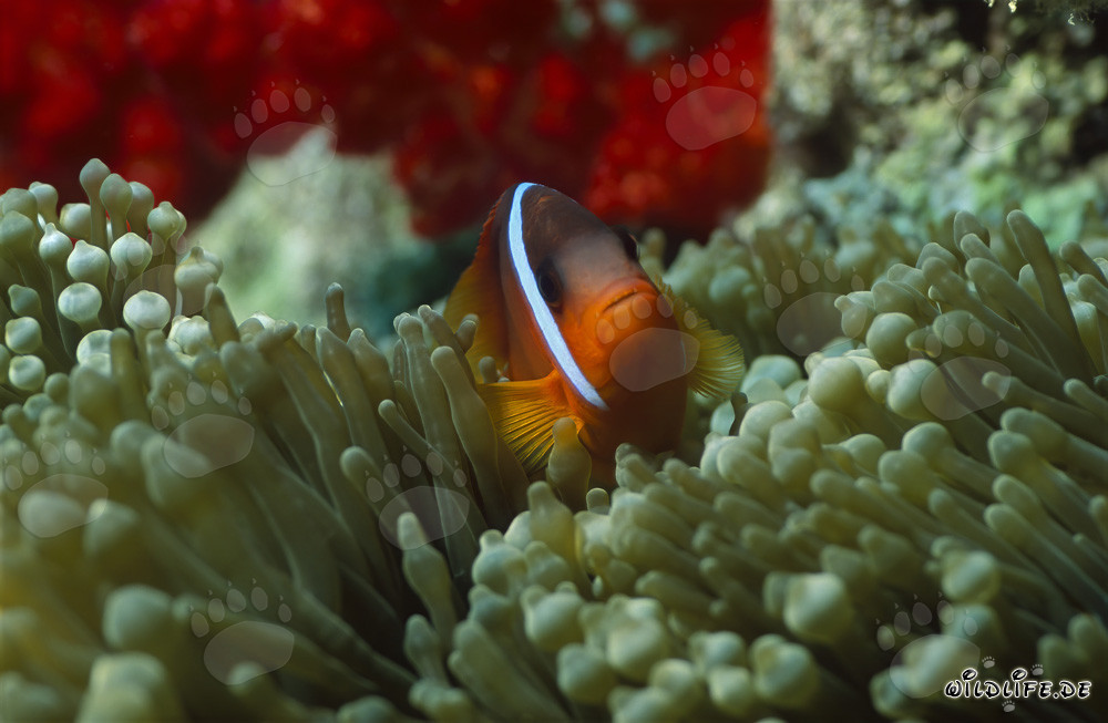 Pesce pagliaccio dalle pinne nere - Fascinante variazione del pesce pagliaccio rosso e nero