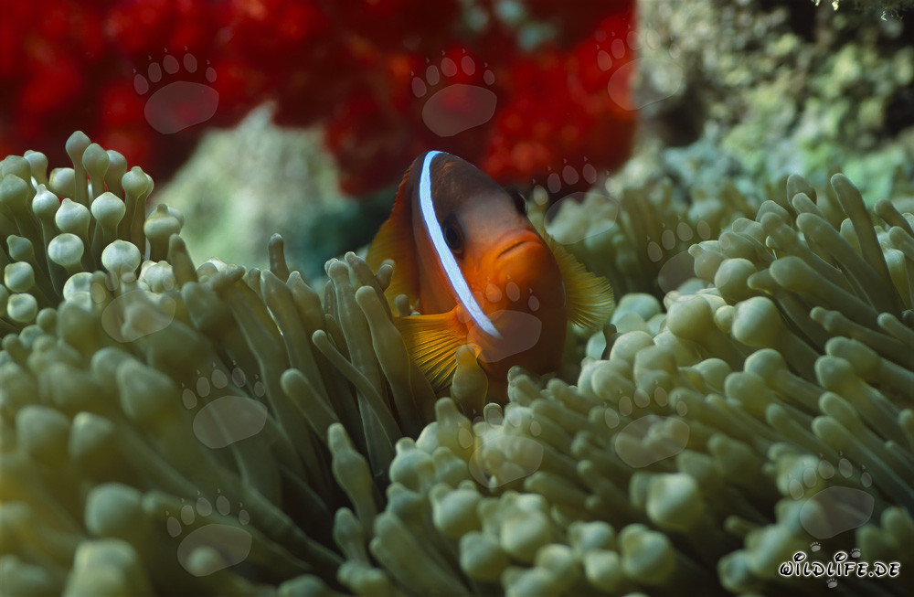 Red and Black Anemonefish – Stunning Variation