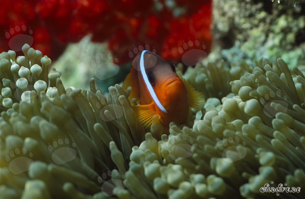 Rotmeer-Anemonenfisch