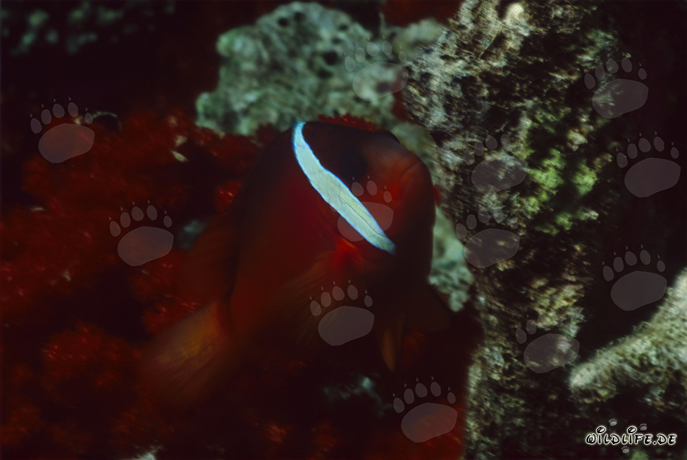 Red and Black Anemonefish – Variation in Fiji