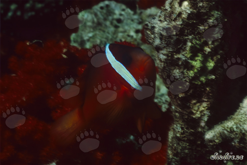 Rotmeer-Anemonenfisch