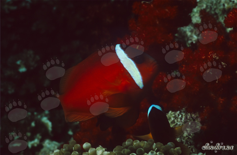 Pesce pagliaccio a pinne nere - Variazione nelle isole Figi