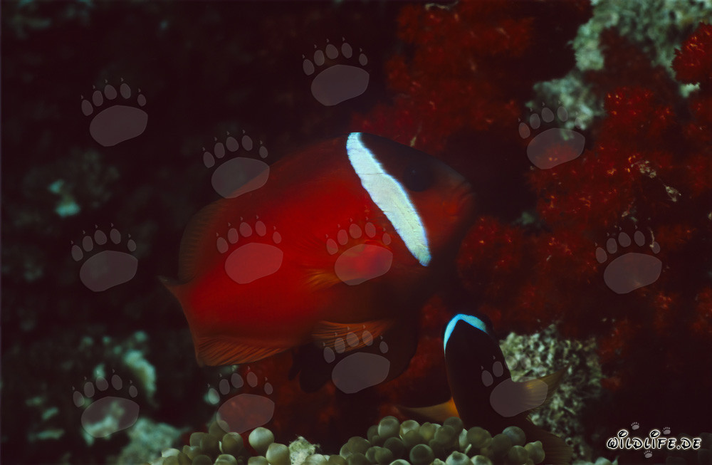 Pez payaso de aletas negras - Variación en las islas Fiji
