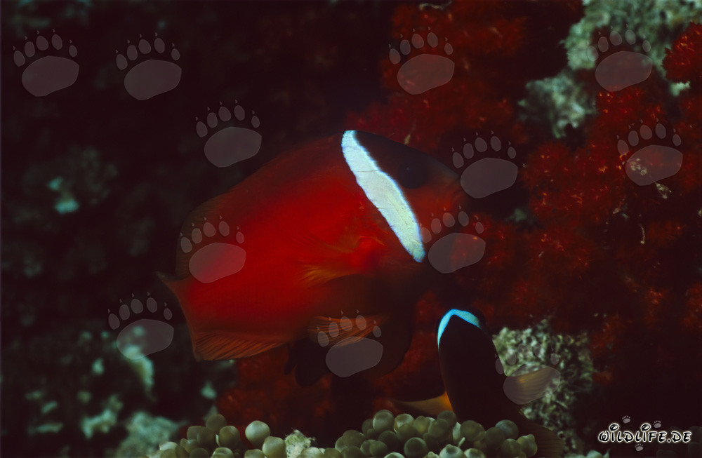 Rotmeer-Anemonenfisch