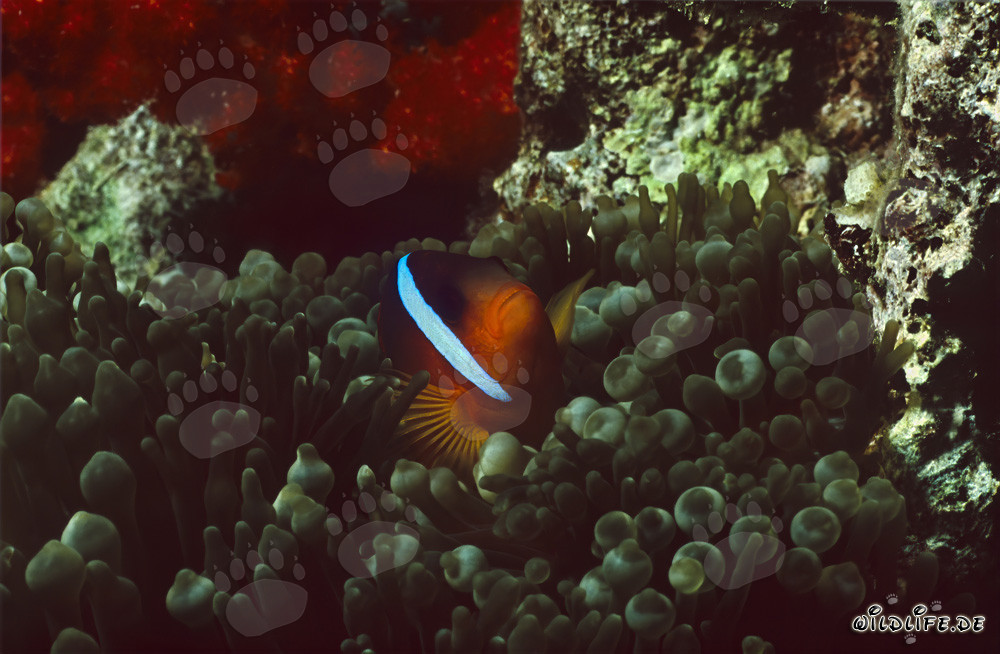 Pesce pagliaccio dalle pinne nere - Affascinante variazione nel laguna di Beqa, Figi