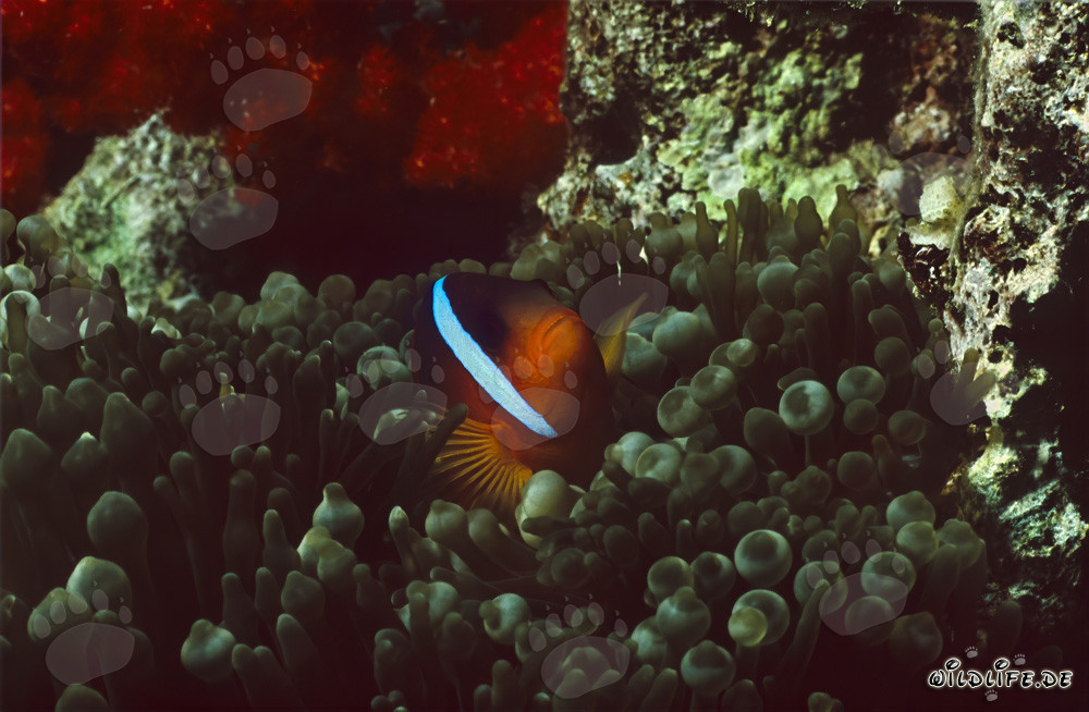 Poisson-clown à nageoires noires - Fascinante variation dans le lagon de Beqa, Fidji