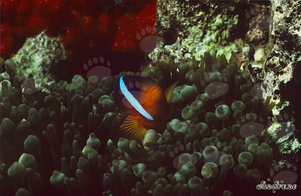 Red and Black Anemonfish – Captivating Variation in Beqa Lagoon, Fiji