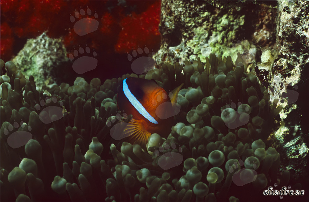 Rotmeer-Anemonenfisch