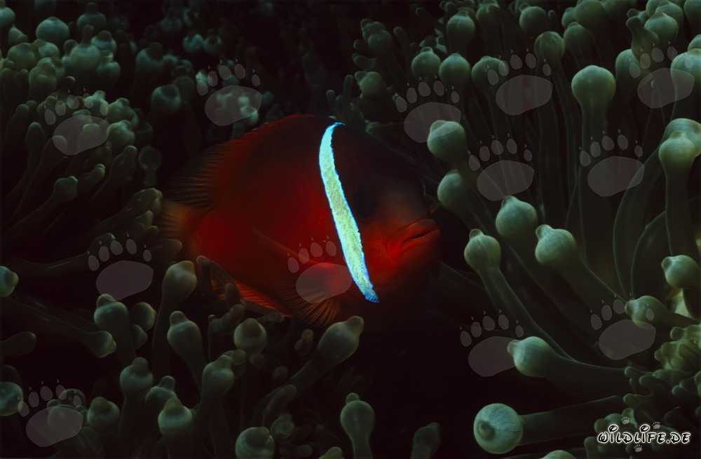 Poisson-clown à nageoires noires - Variation élégante dans l'océan