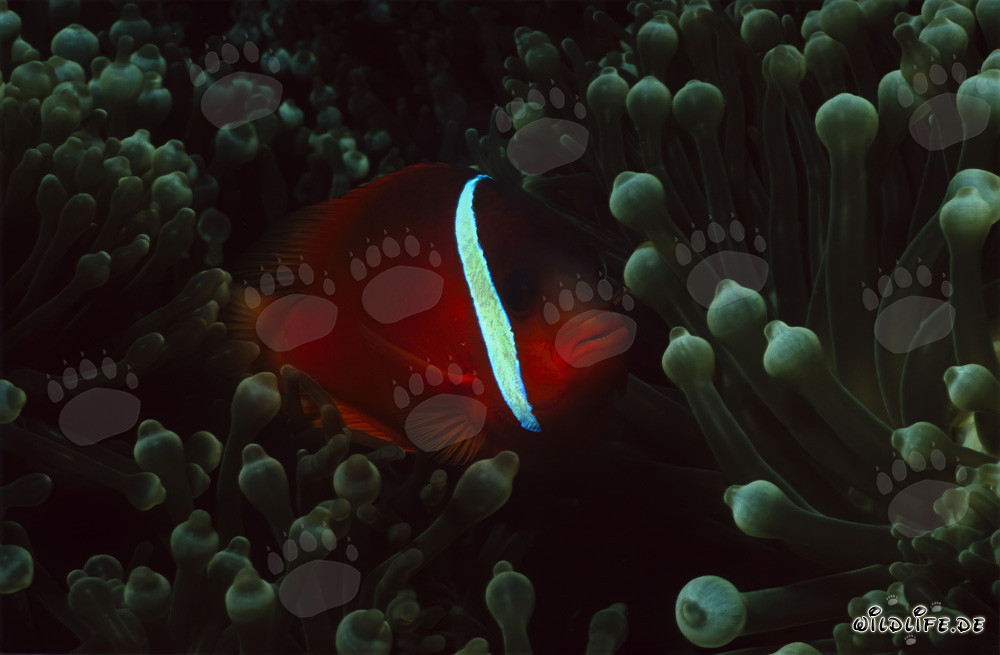 Red and Black Anemonfish - Elegant Variation in the Ocean
