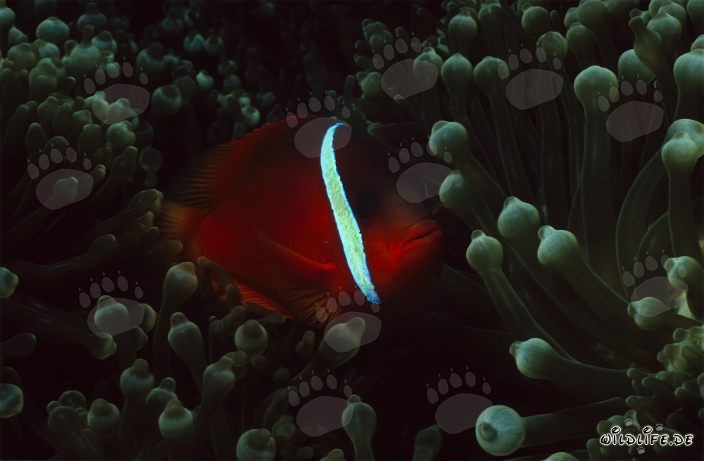 Rotmeer-Anemonenfisch