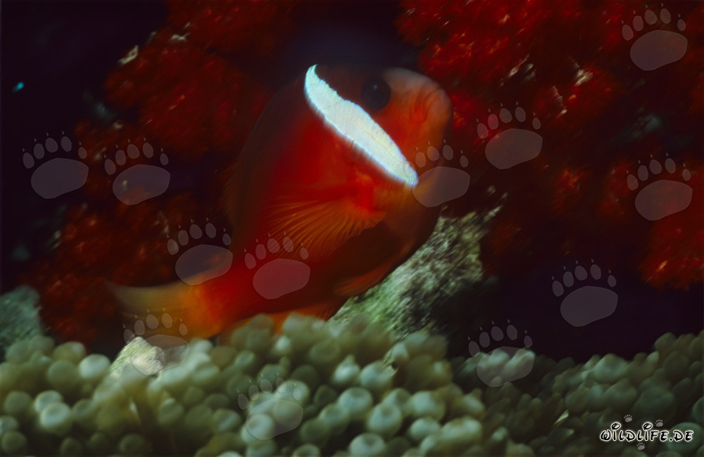 Pesce pagliaccio a pinne nere - Affascinante variazione nel Pacifico del Sud