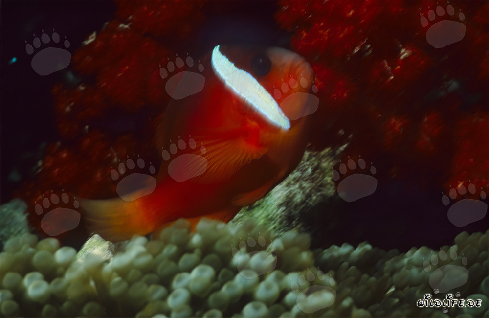 Poisson-clown à nageoires noires - Fascinante variation dans le Pacifique Sud