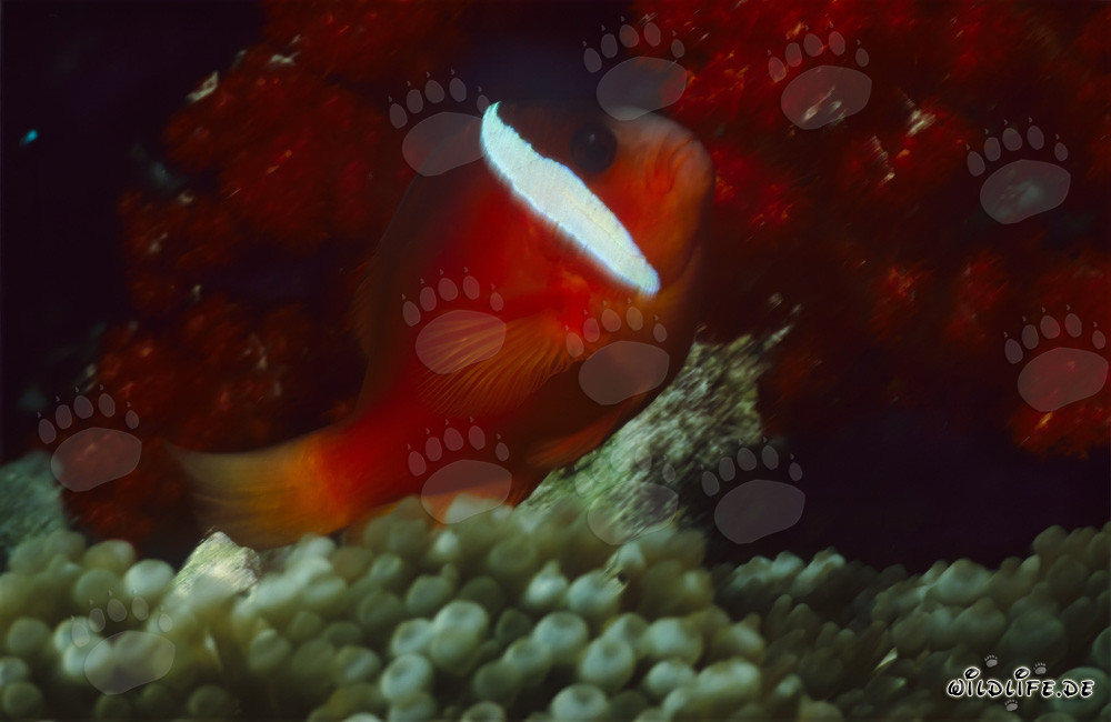 Red and Black Anemonefish - Captivating Variation in the South Pacific