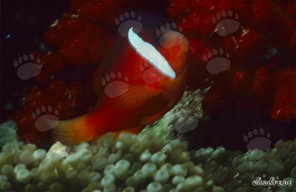 Rotmeer-Anemonenfisch