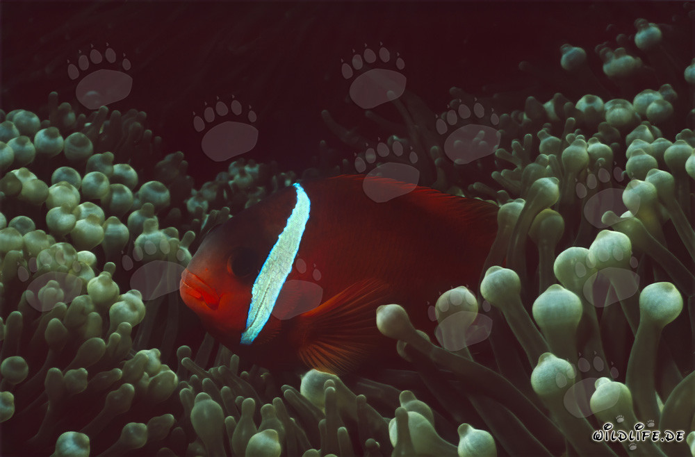 Pesce pagliaccio a pinne nere - Affascinante variazione sott'acqua