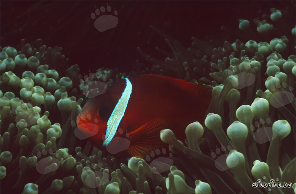 Rotmeer-Anemonenfisch