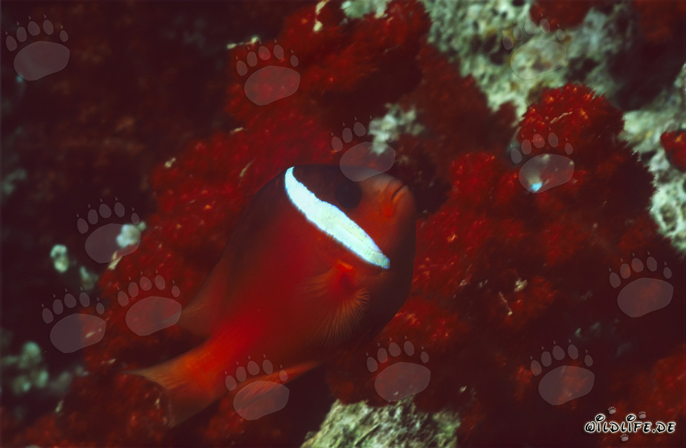 Pesce pagliaccio con pinne nere - Variazione nelle isole Figi