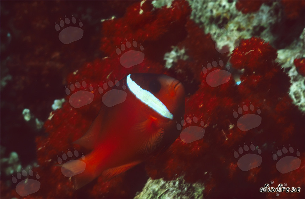Poisson-clown à nageoires noires - Variation dans les îles Fidji