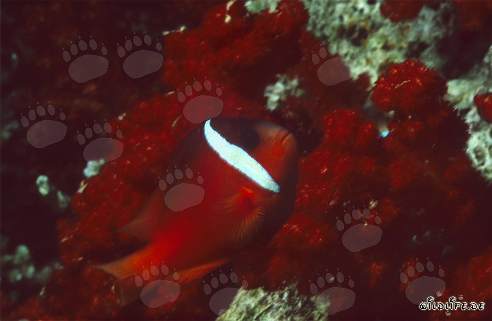 Red and Black Anemonefish - Variation in Fiji