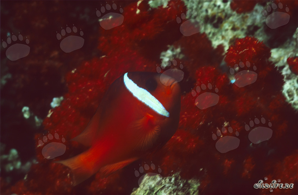 Rotmeer-Anemonenfisch
