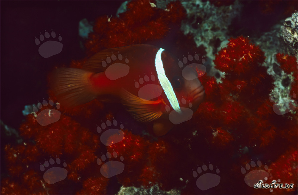Pesce pagliaccio a pinne nere - Variante affascinante nel laguna di Beqa alle Figi